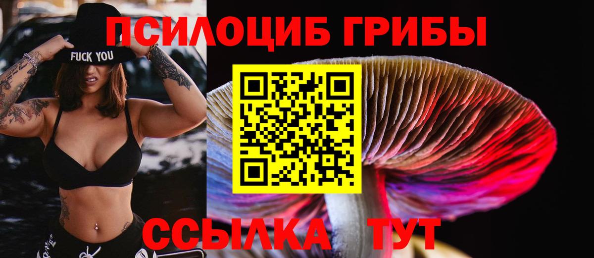 Псилоцибиновые грибы Cubensis Осинники